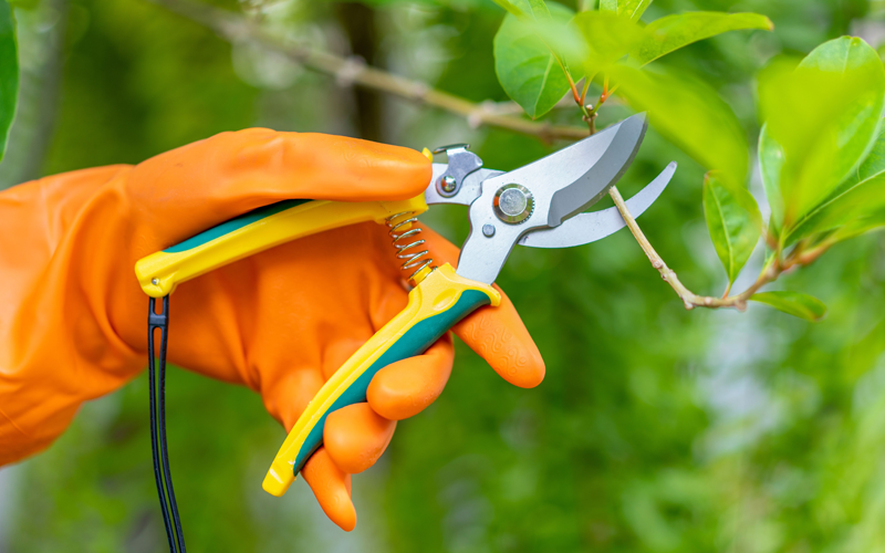 Pruning Shears Or Secateurs